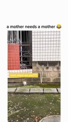 a mother need a mother