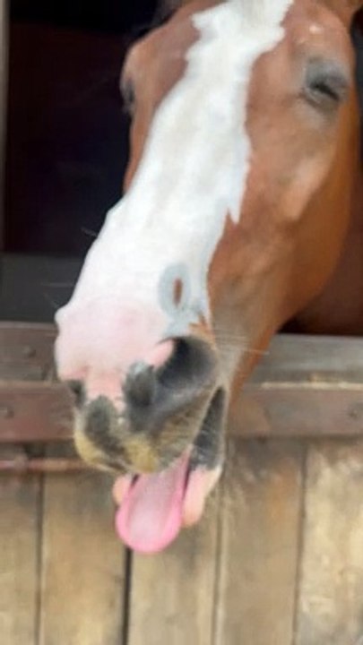 Horse Does a Big Yawn