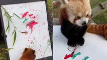 Red panda paints letter to Santa Claus with paws at San Francisco Zoo