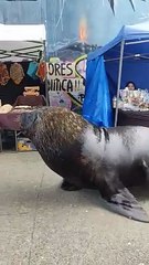 Sea Lions Stroll By