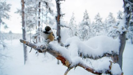 Le fabuleux destin des mésanges | movie | 2022 | Official Trailer