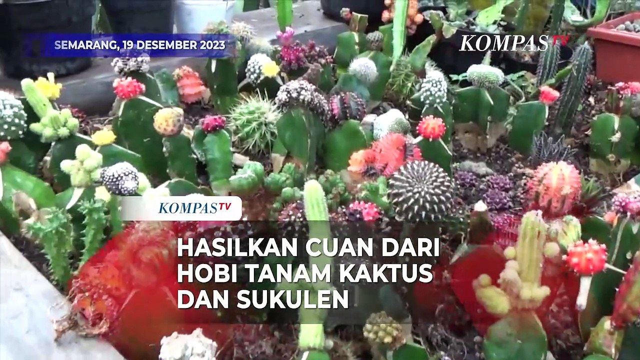 Hasilkan Cuan dari Hobi Menanam Kaktus dan Sukulen