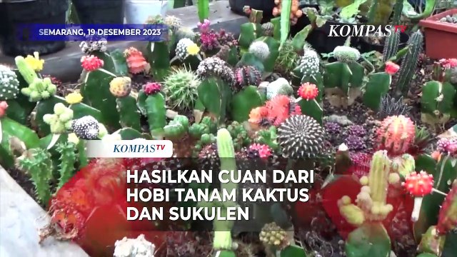 Hasilkan Cuan dari Hobi Menanam Kaktus dan Sukulen