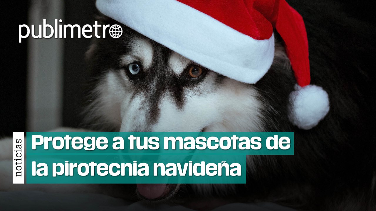 Perros y gatos sufren un ‘infierno’ por la pirotecnia en fiestas de fin de año