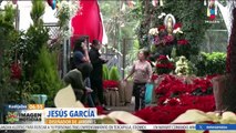 Nochebuena, flor referente de la Navidad que pinta de rojo las calles