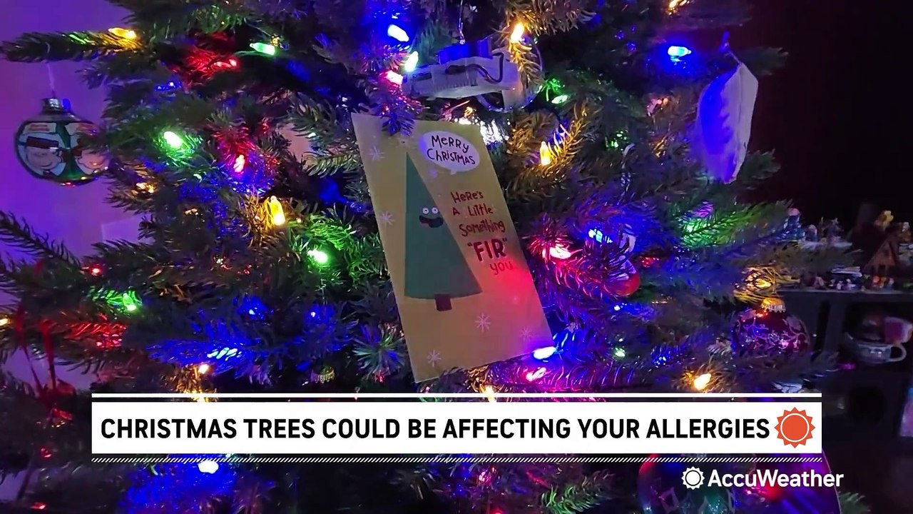 Christmas trees could be affecting your allergieseven if they're