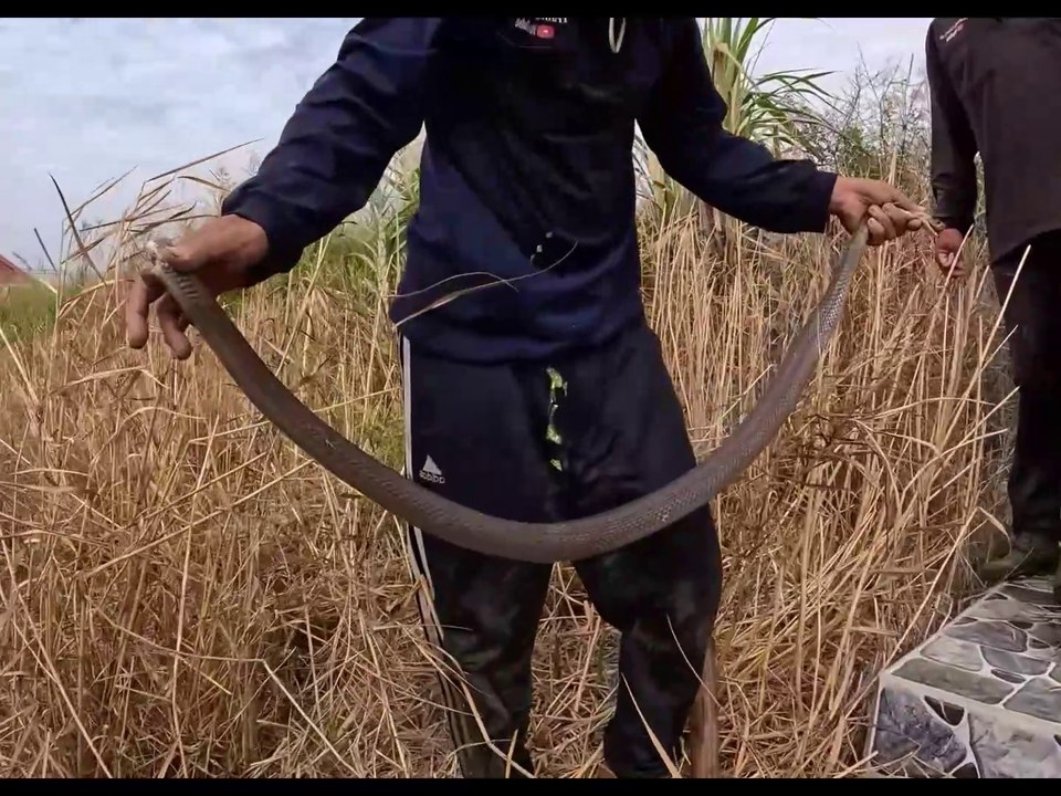Experts Capture Giant Cobras