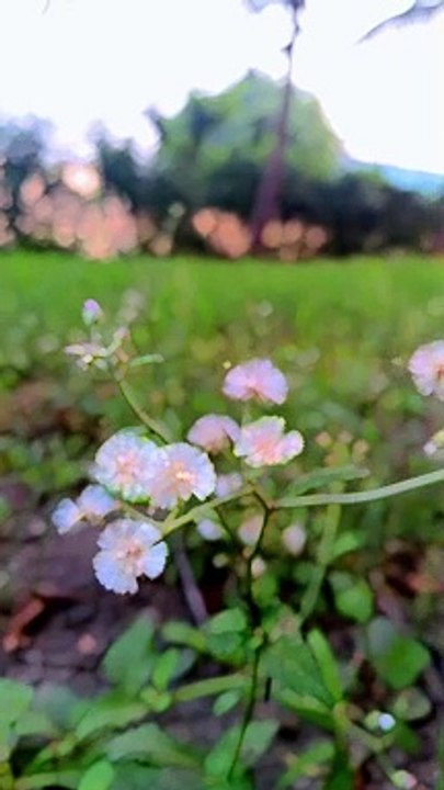 Natural Photography