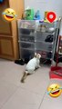 Funny complications with cats