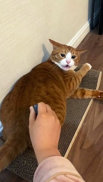 Cat Funny Moments | Cat Funny Reactions | Animals Funny Moments | Animals Funny Reactions #animals #pets #fun #love #cute #beautiful #funny #catshorts #cats #satisfyingvideos