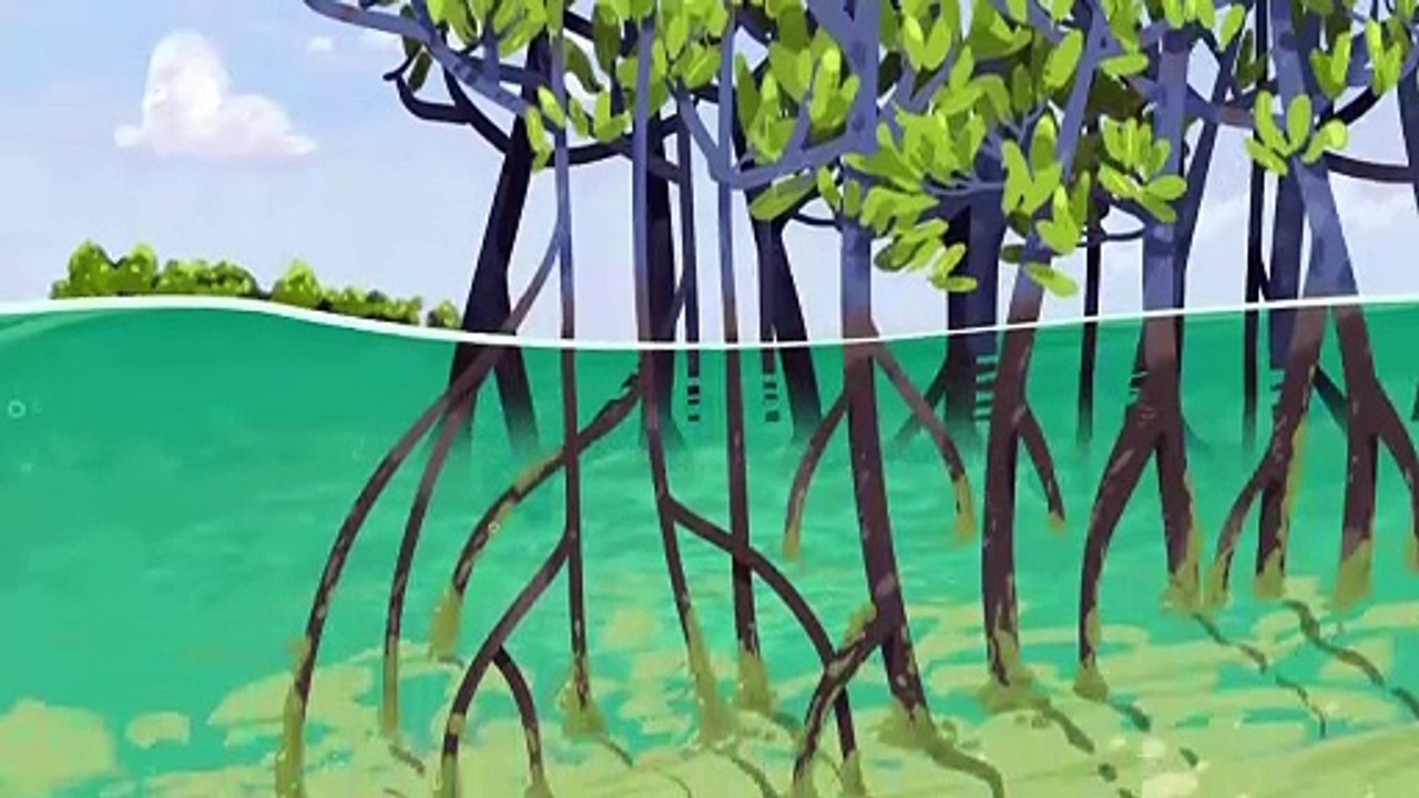 Blue carbon ecosystems