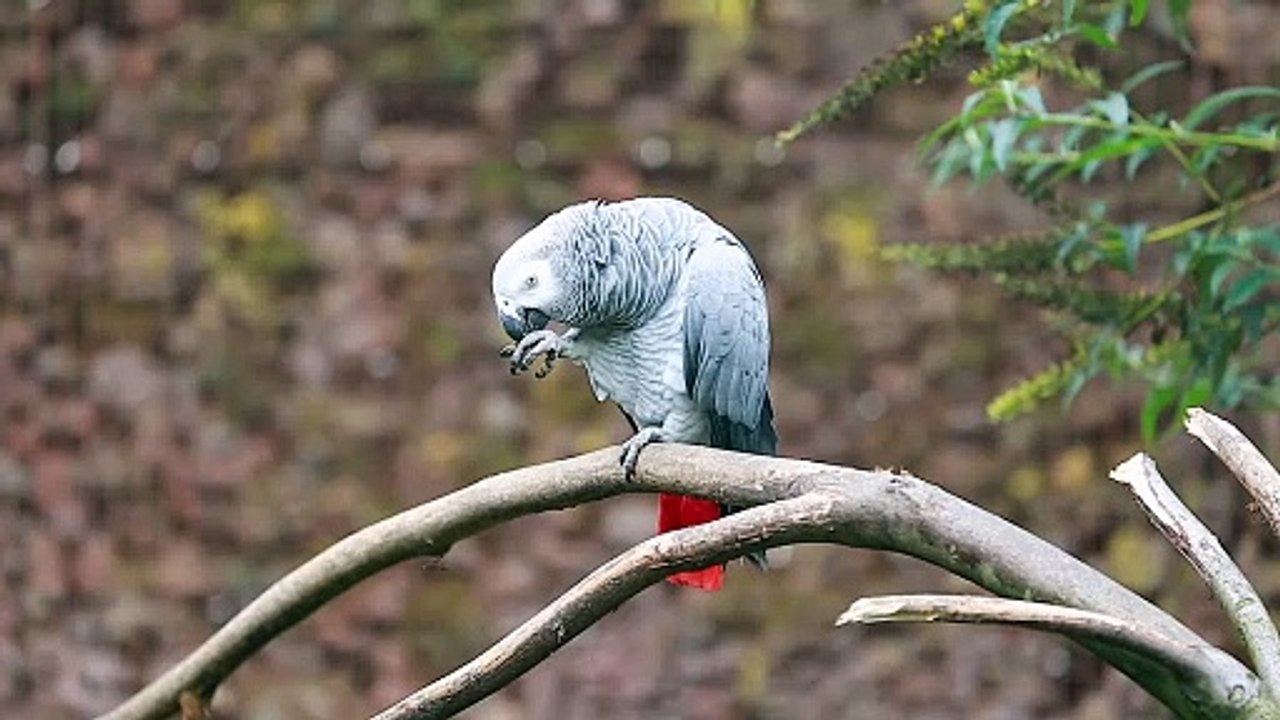 Casco parrot