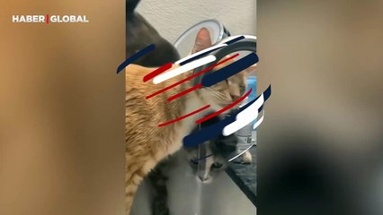 Suyu içtiğini zanneden uykulu kedinin görüntüleri viral oldu