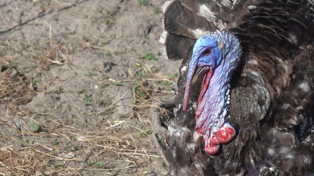 Birmingham headlines: Gunman jailed for life, serious concerns over police force, and titanic turkey tips the scales