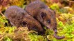 Biologists Discover 5 New Adorable, Furry Hedgehog Species
