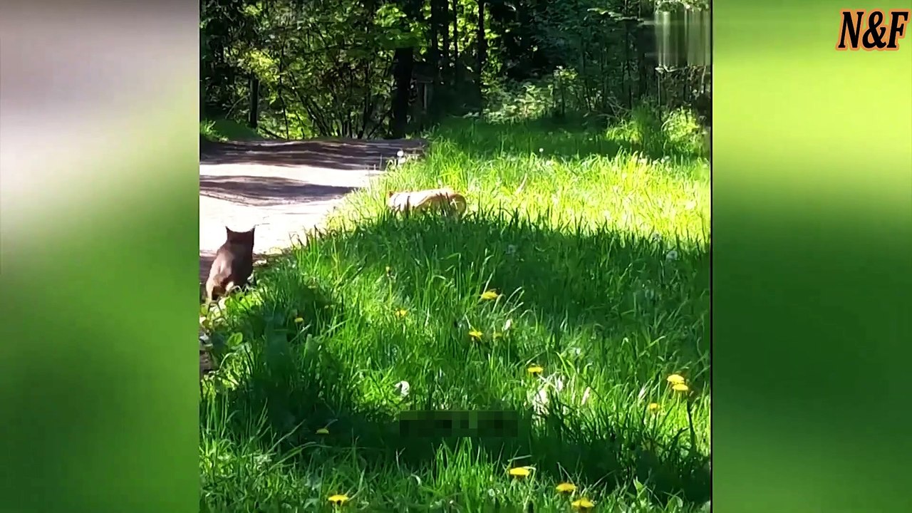 Funniest Cats VS Dogs Videos 5