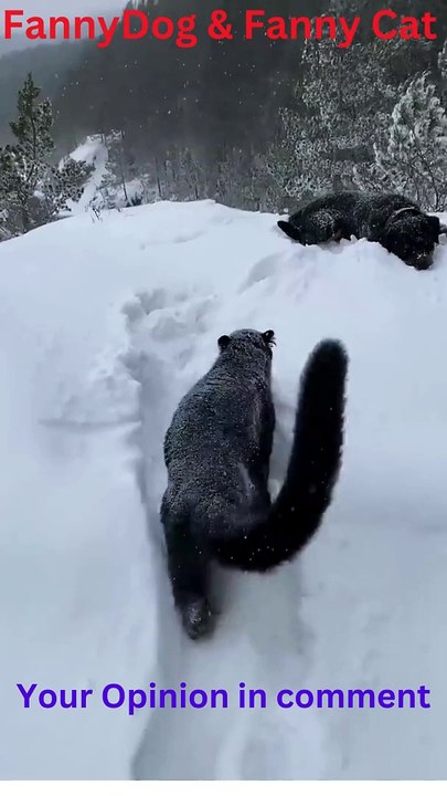 Fanny dog & fanny cat