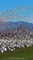 Beautiful Birds Flying in Group