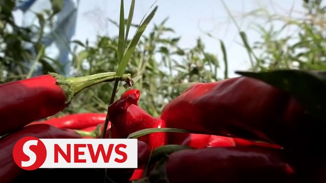 Pakistan exports first shipment of red chilies to China in CPEC agriculture cooperation