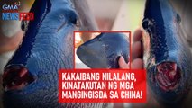 Kakaibang nilalang, kinatakutan ng mga mangingisda sa China! | GMA Integrated Newsfeed