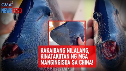 Kakaibang nilalang, kinatakutan ng mga mangingisda sa China! | GMA Integrated Newsfeed
