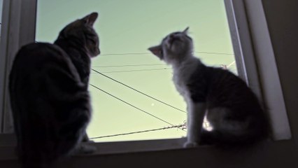Two cats sitting on the window