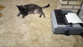 Cat Vs Dot-Matrix Printer