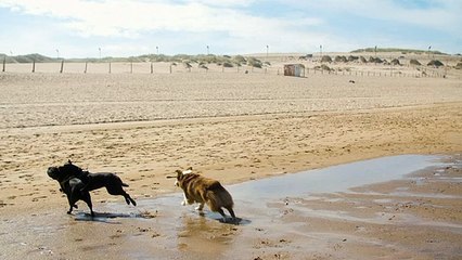 A group of dogs playing on the beach