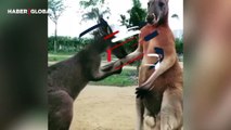 Kavga etmemesi için sinirli arkadaşını tutan kanguru kahkahaya boğdu
