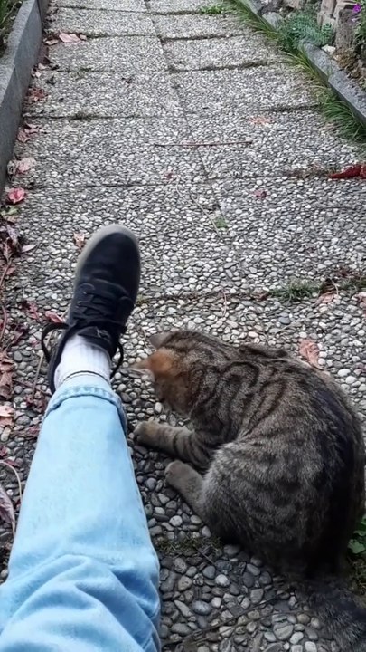 Tiger beim Schnürsenkel Spiel