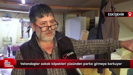 Eskişehir'de vatandaşlar sokak köpekleri yüzünden parka girmeye korkuyor