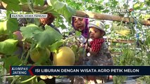 Isi Liburan dengan Wisata Agro Petik Melon di Klaten