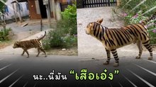 ฮากันลั่น เมื่อน้องหมาถูกวาดเป็นลายเสือ พอออกมาเล่นนอกบ้านเพื่อนหมาหายหมด