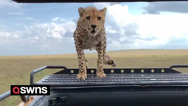 Tourists had a close call when a cheetah climbed onto their open-top jeep