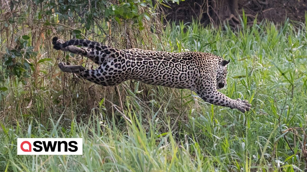 Unglaublicher Moment: Jaguar und Kaiman kämpfen auf Leben und Tod