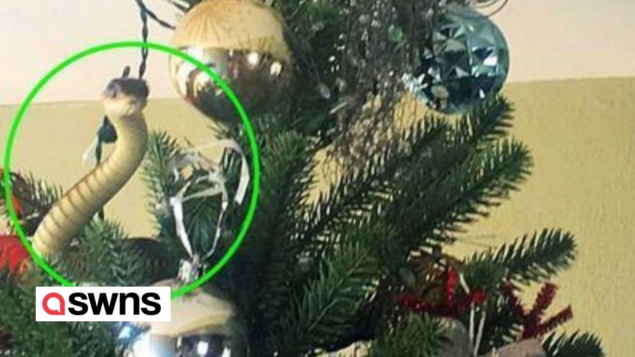 Familie entdeckt tödliche Giftschlange am Weihnachtsbaum baumelnd