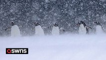 Remarkable footage captures hardy penguins braving snow in Antarctica