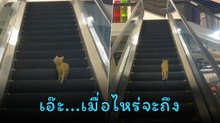ทั้งลุ้นทั้งขำ ! น้องเหมียวส้มขึ้นบันไดเลื่อนผิดฝั่ง เมื่อไหร่จะถึงน้อออ