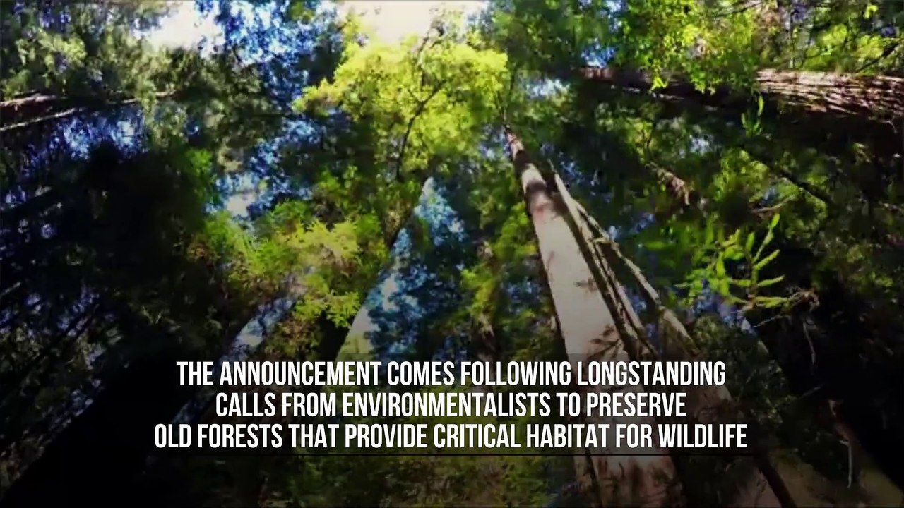 US Makes Promise to Conserve Old-Growth Forests