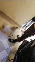 لن تصدق كلب غريب يقف على رجليه.