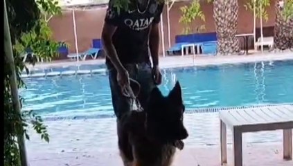 كلب بيرجي مدلل يقضي بعطلته في افخم فندق.