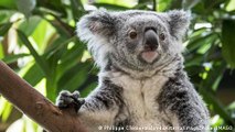 Koalas and Kagaroos Protected by AI