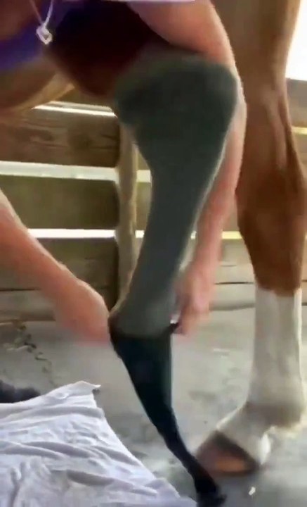 Cavalo