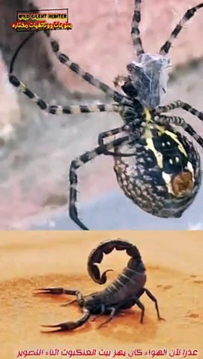 عالم العناكب _ اكتشف أسرار هذه الكائنات الرائعة والمخيفة في رحلة مثيرة إلى عالمها المدهش