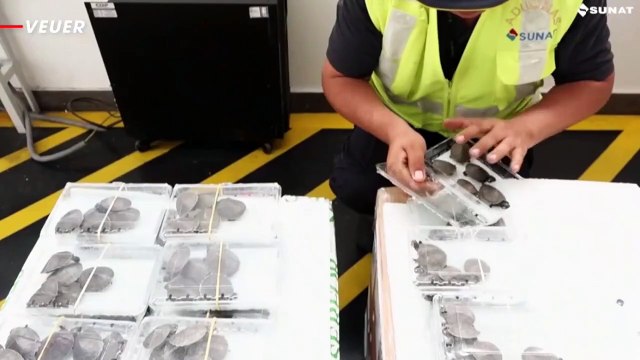 Peruvian Authorities Stop Trafficking Attempt of 4,001 Turtles Rescued, Bound for Indonesia