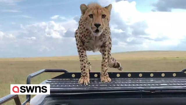 Tourists have close call when a cheetah climbed onto their open-top jeep