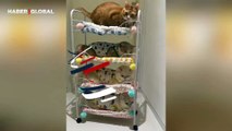 Ranzada uyuyan arkadaşlarına deprem etkisi yaratan kedi kahkahaya boğdu