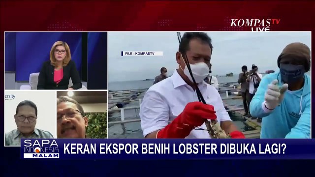 Alasan Menteri KKP Sakti Wahyu Trenggono Buka Lagi Opsi Ekspor Benih Lobster