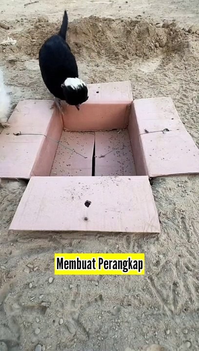 Perangkat Ayam, Burung Paling Hebat Pasti Terperangkap