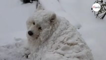 «Ha perso la testa»: un internauta condivide la passione del suo Samoiedo per la neve (Video)